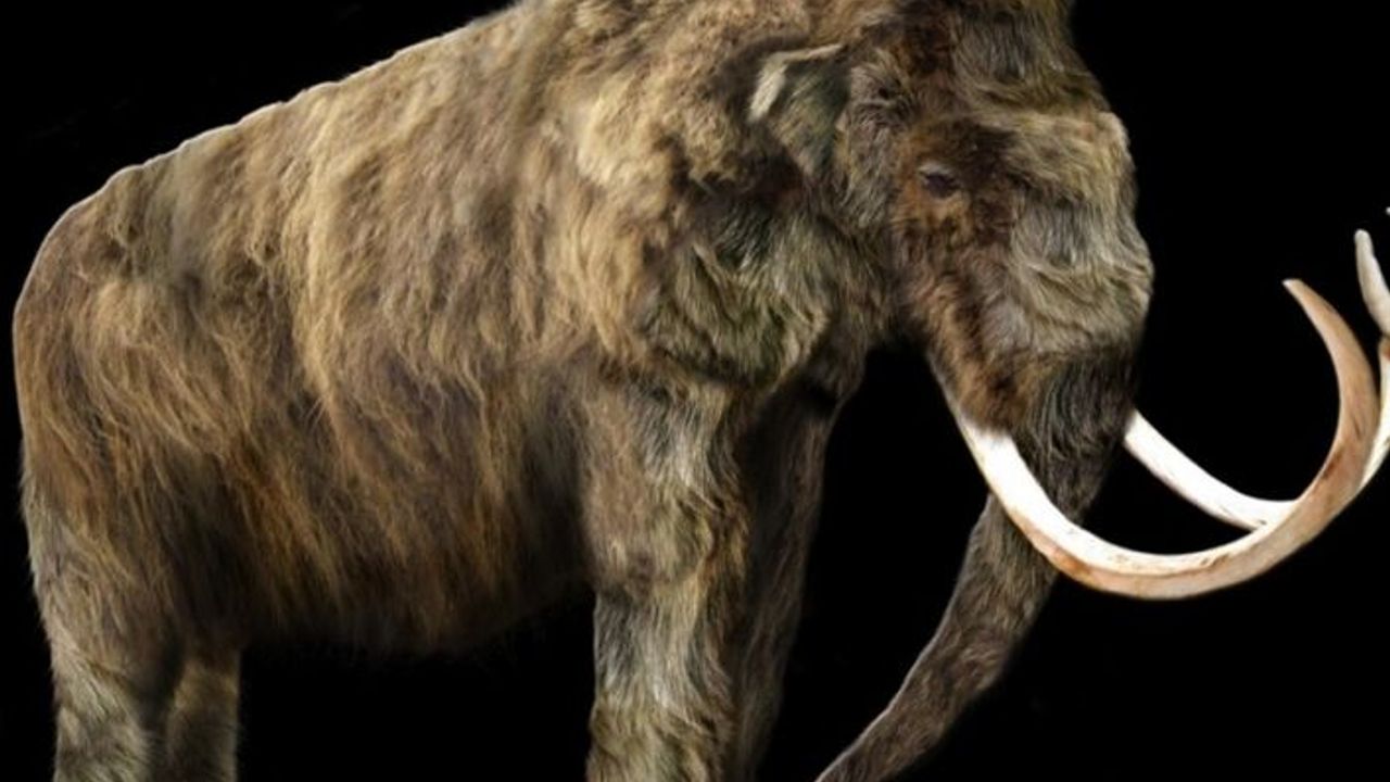 ALASKA'DA MÜZEDEN MAMUT DİŞİ ÇALINDI