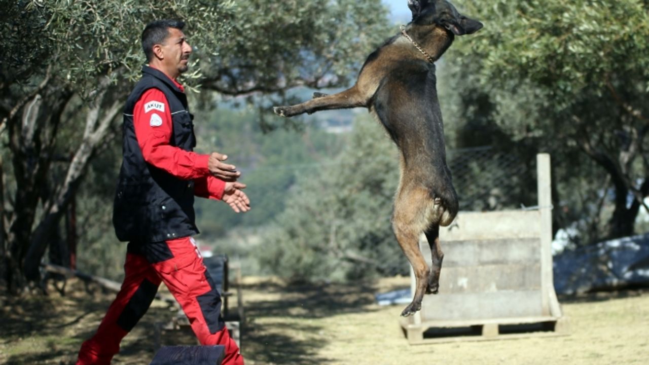 Hırçın köpek "Alfa" aldığı eğitimle enkaz altındaki birçok canlının yerini tespit etti