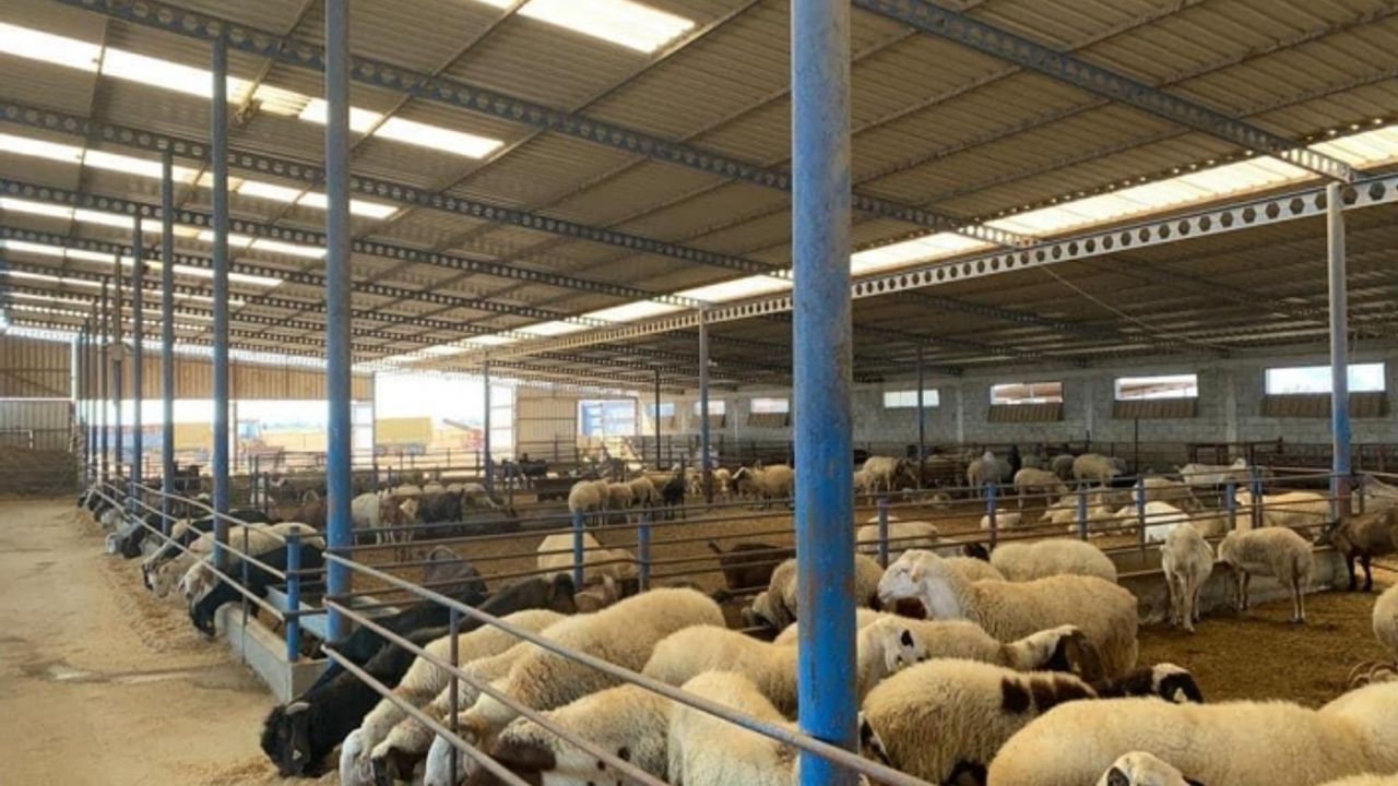 Oğuz: “Koyun-keçi çiçek hastalığına yönelik aşılama tamamlandı"