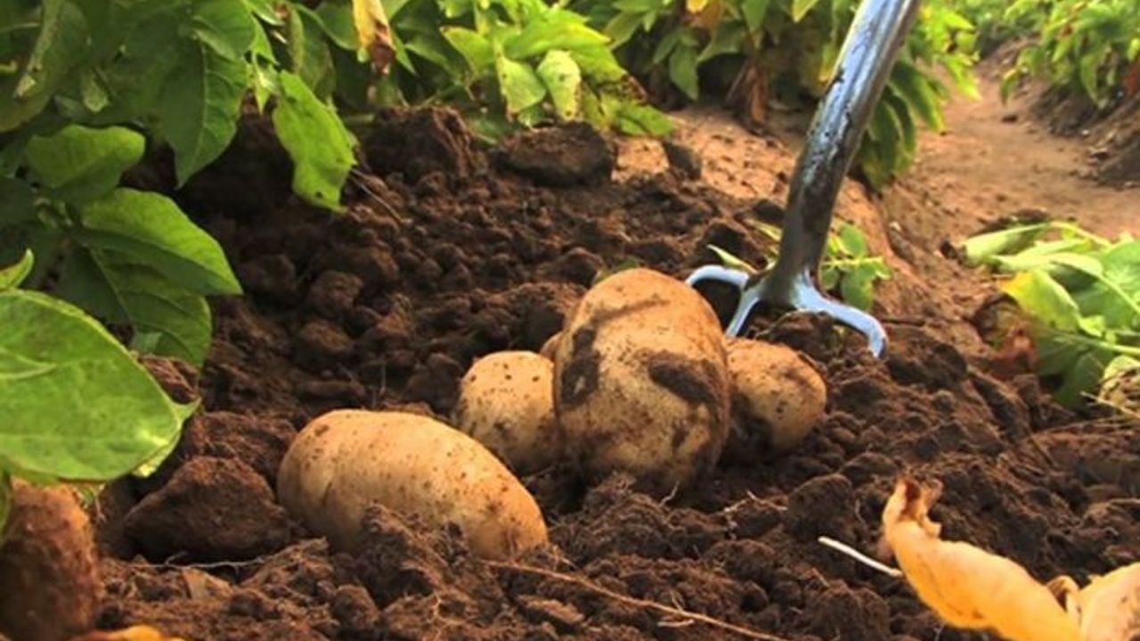 Sonbahar patates ekimi yapılan araziler için son beyan tarihi 15 Ekim…