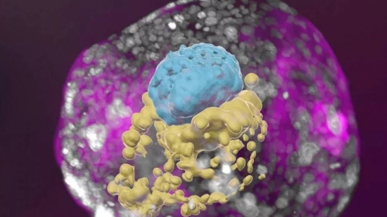 Sperm ve yumurtasız tam insan embriyosu modeli geliştirildi