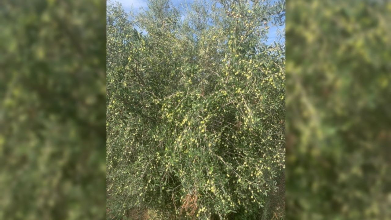 Paşaköy Çiftliği’nde bulunan zeytin bahçesindeki ürün dalından kapalı zarf usulü ile satılacak