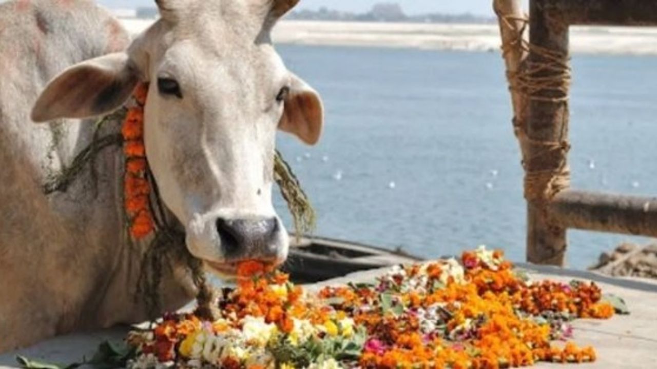 Hindistan'da inekleri keserek suçu Müslümanlara atan 4 aşırı Hindu milliyetçisi yakalandı