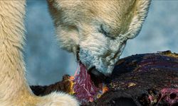 Küresel ısınma kutup ayılarının avlanma stratejilerini değiştiriyor