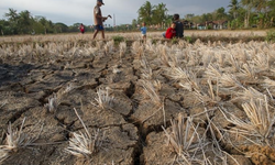 Zimbabve'de El Nino'nun etkisiyle oluşan kuraklık hayvan popülasyonunun azalmasına yol açıyor