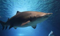 Araştırma, deniz yüzeyi sıcaklığındaki artışın boğa köpek balığı popülasyonunu artırdığını ortaya koydu