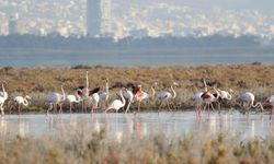 Yüzlerce flamingo Ağrotur Tuz Gölü'ne geri döndü