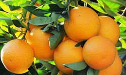 Narenciye Üreticileri Birliği, Cypfruvex’i ödemeleri bir an önce yapmaya çağırdı