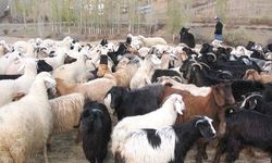 Yeni şap vakası tespit edildi