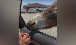 Hayvana eziyete rekor ceza: 173 bin TL!