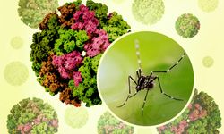 Çin’de chikungunya virüsü: Sivrisinek kaynaklı salgın büyüyor