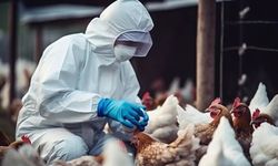 İspanya'da kuş gribi vakaları nedeniyle 2 milyondan fazla kümes hayvanı itlaf edildi