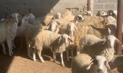 Livadya’da şap alarmı