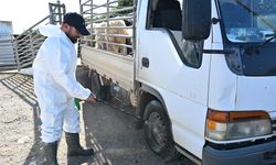 Güzelyurt Belediyesi'nden şap hastalığına yönelik tedbirler