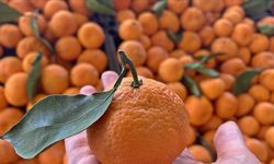 Türkiye'nin mandalina ihracatı rekora ulaştı