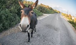 Karpaz Koruma Derneği, Karpaz eşekleri ile ilgili çözüm önerisinde bulundu