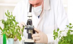 Yerli domates, kabak ve çarli biberde tavsiye dışı bitki koruma ürünü