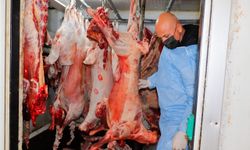 Gazimağusa’da operasyon: 2 tona yakın kaçak et ele geçirildi