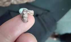 Bilim insanları tavuk büyüklüğünde bir dinozor keşfetti: “Dünyanın en küçüğü olmaya aday”