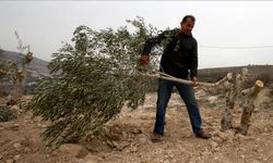 İsrail, Batı Şeria'da 1 haftada 777 ağacı kökünden sökerek 761 bin dolarlık zarara yol açtı