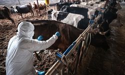 Güney Afrika'da şap salgını nedeniyle "ulusal afet hali" ilan edildi