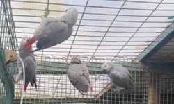 İstanbul Havalimanında Papağan Operasyonu