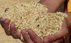 4 bin 500 ton arpanın yarın sabah Gazimağusa Limanı’na ulaşması bekleniyor