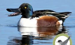 KUŞKOR ve BirdLife Cyprus, kış ortası su kuşu sayımı yaptı