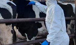 Güney Kıbrıs’a 10 bin doz şap aşısı teslim edildi