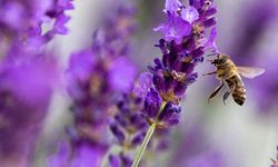 Baharın müjdeleyicisi olarak bilinen cemrenin ikincisi suya düştü