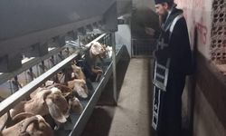 Şap salgınına karşı papaz önlemi