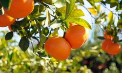 Narenciye İhracatçı Birlikleri: "İhracat sürecindeki engeller giderilsin”