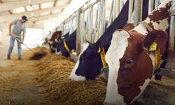 Larnaka’ya bağlı bir köyde yeni şap vakası
