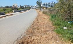 Lefke Çevre ve Ekoloji Derneği: Ot kurutma ilaçları kuşları öldürüyor, ekosisteme zarar veriyor