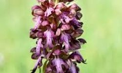 "14. Geleneksel Orkide Vadisi Gözlem Yürüyüşü" pazar günü yapılacak