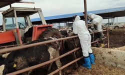 Güney Kıbrıs'ta şap görülen çiftlik sayısı 22’ye yükseldi