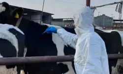 Güney Kıbrıs'ta şap krizi büyüyor