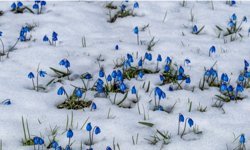 Kars'ta baharda çiçekler kar altında kaldı