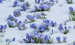 Kars'ta baharda çiçekler kar altında kaldı