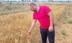 Mormenekşe'deki deneme parsellerinde 4 arpa çeşidi öne çıktı