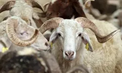 Kurban Bayramı mesajları