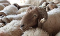 Kurban Bayramı başladı