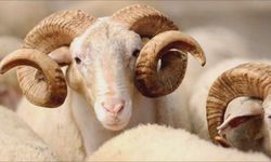 Kurban Bayramı'nın 2. günü