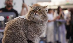 Vietnam’da 400 kedi ölümden döndü