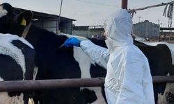 Güney Kıbrıs'ta şap salgını sürüyor: 85 bin hayvan itlaf edildi
