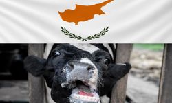 Güney'de şap alarmı: Başka bölgelere sıçradı