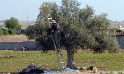 Girne’de zeytin toplama tarihleri açıklandı