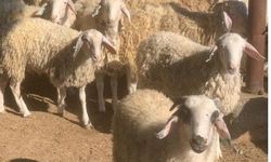 Devlet Üretme Çiftlikleri Dairesi’nden kasaplık hayvan satışı duyurusu
