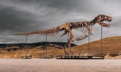 Araştırma, T-rex'in vücut ısısının insanlarınkine benzer olduğuna işaret ediyor
