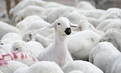 Güney Kıbrıs'ta Mavi Dil hastalığı görüldü